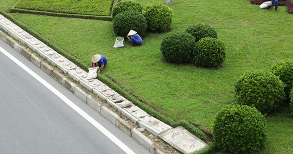 Dịch vụ cắt cỏ, chăm sóc cây cảnh - Tạp Vụ Thiên Hà Sạch - Công Ty TNHH Một Thành Viên Thiên Hà Sạch